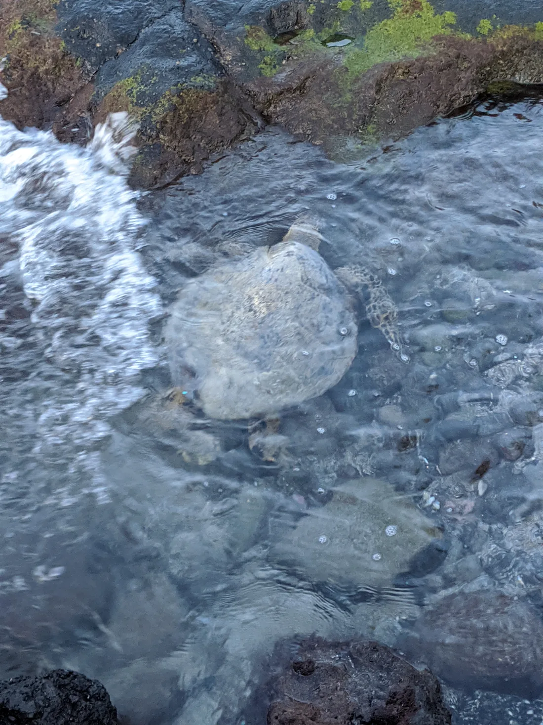 A green sea turtle, or honu, swimming in clear shallow water beside black lava rock on the Big Island
